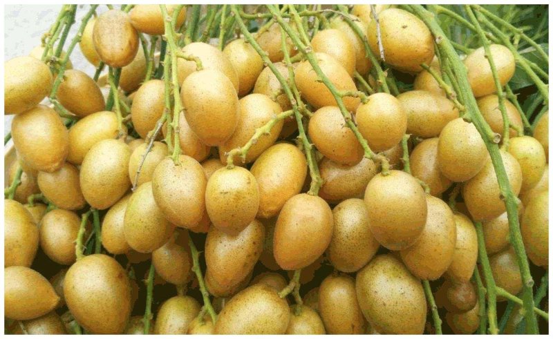 黄皮果，鸡心黄皮，无核黄皮肉多，汁甜，酸甜可口