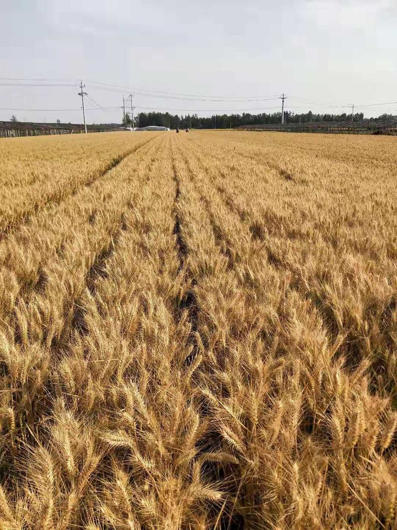 山东抗冻小麦风和二号特矮特粗特大基地种植大量供应小麦种子