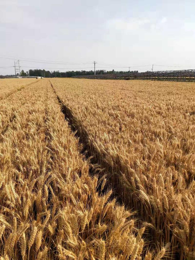 山东抗冻小麦风和二号特矮特粗特大基地种植大量供应小麦种子
