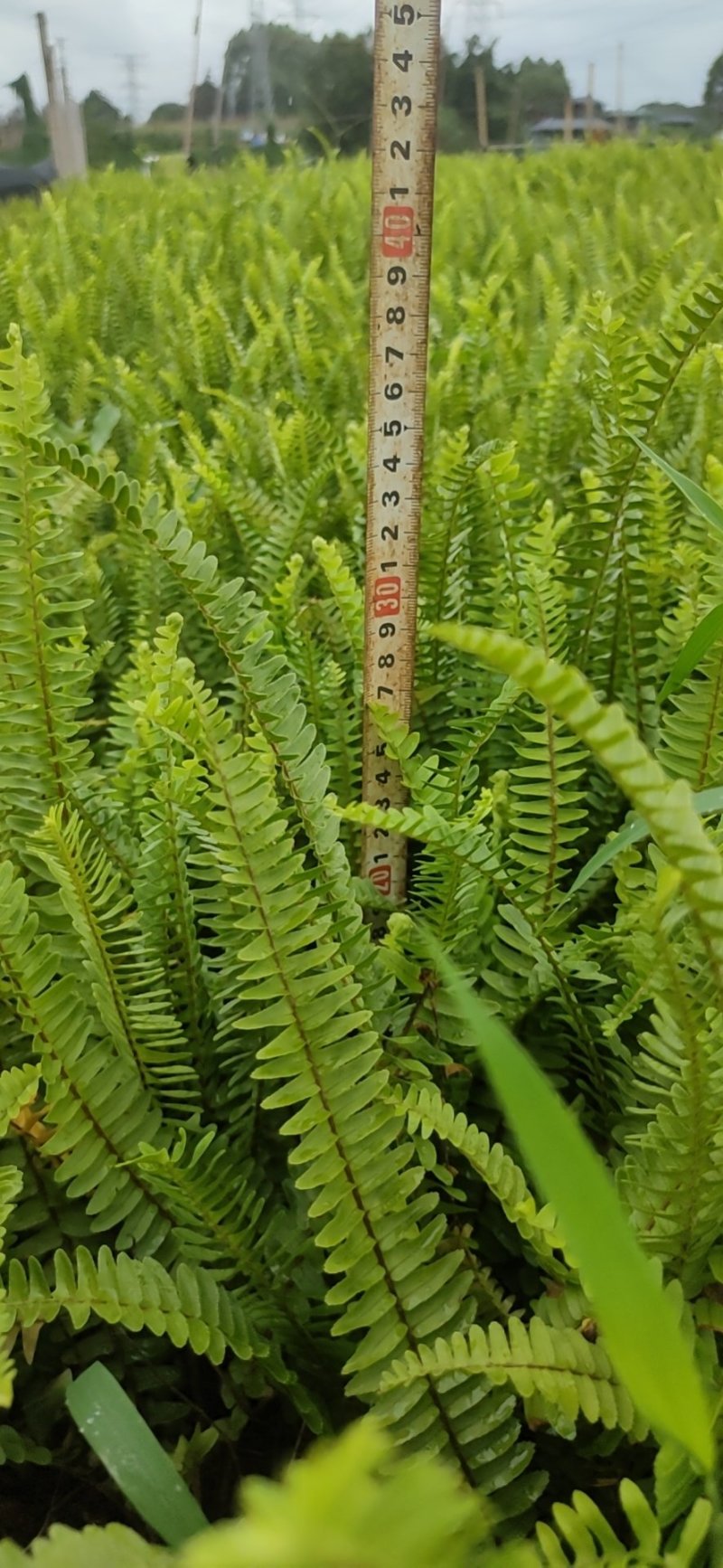排骨草肾蕨杯苗五斤袋七斤袋东莞基地一手货源