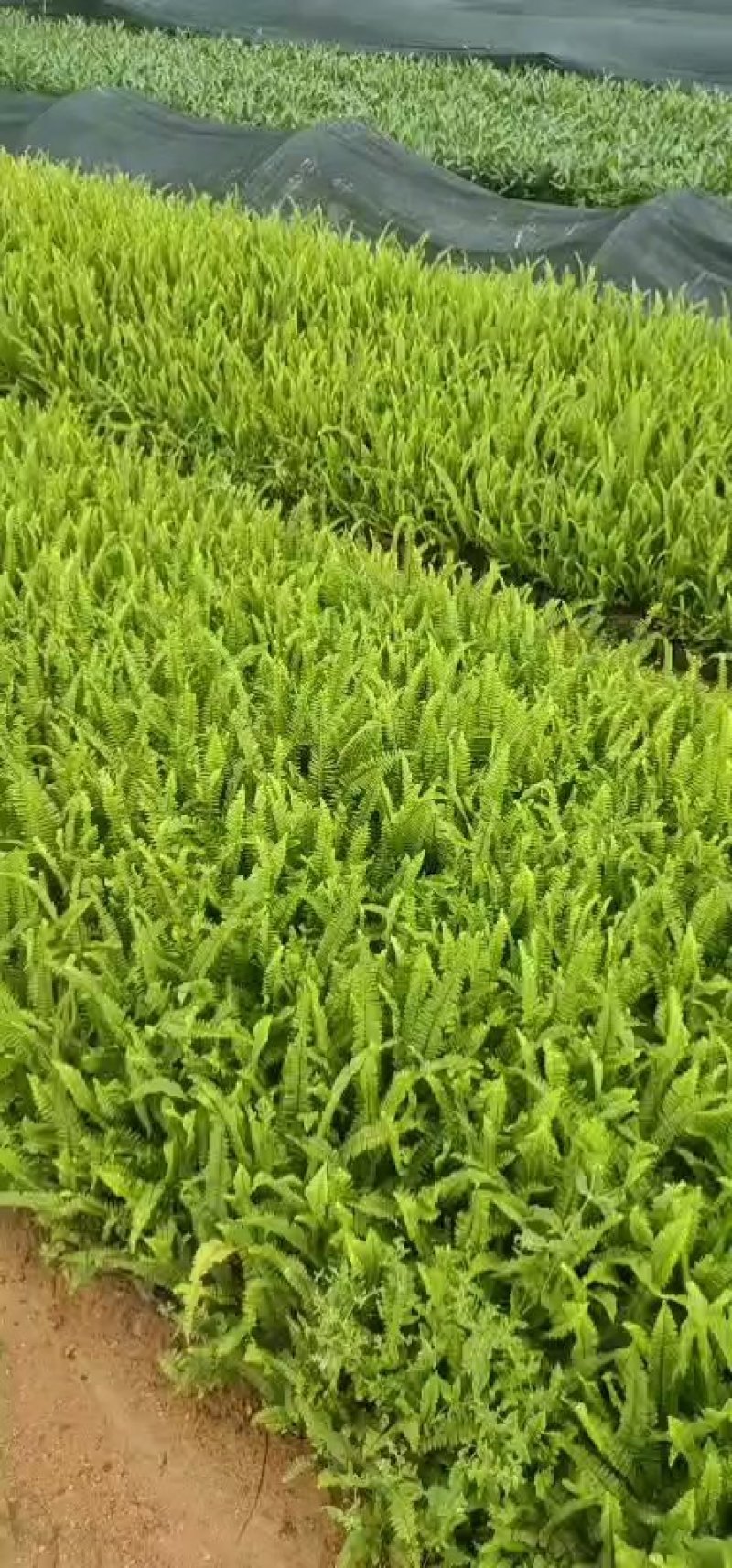 排骨草肾蕨杯苗五斤袋七斤袋东莞基地一手货源