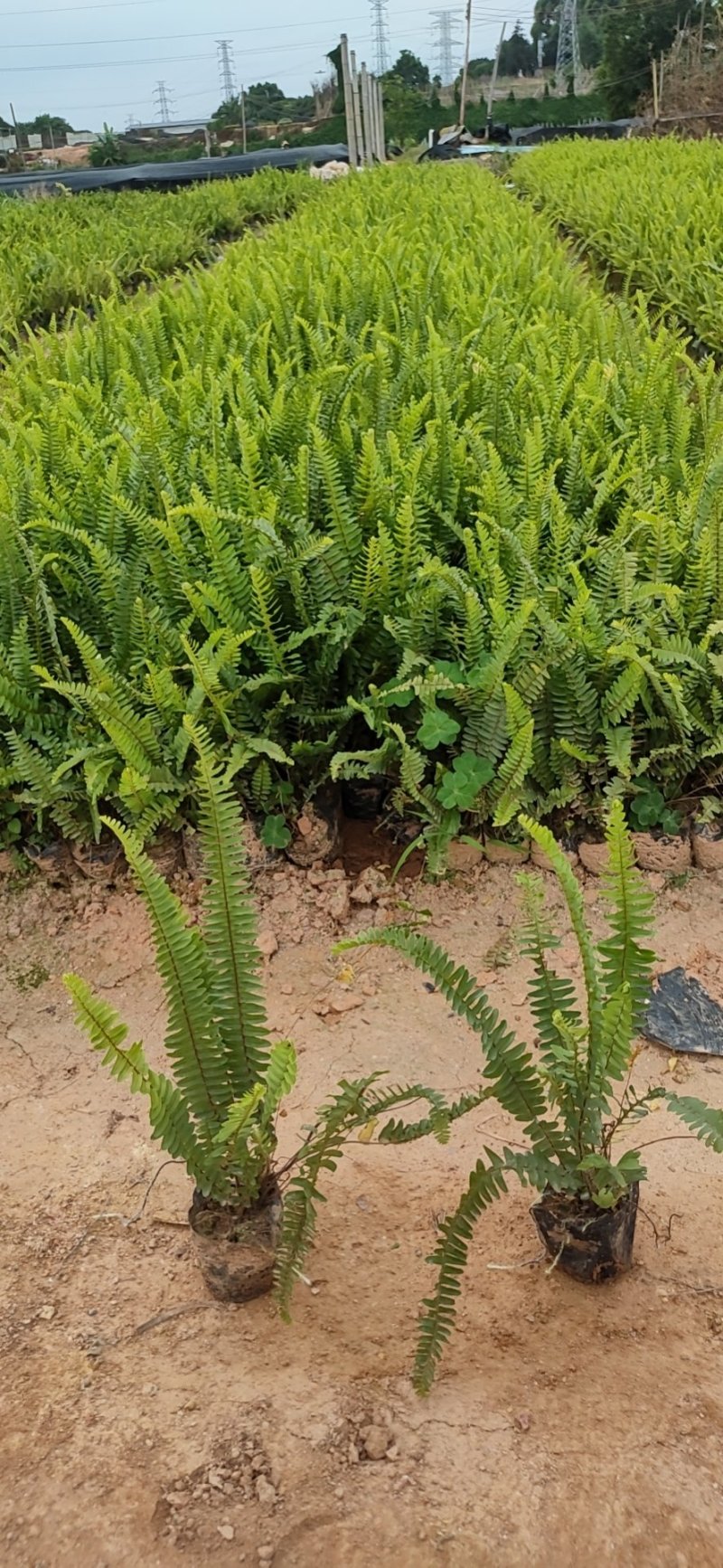 排骨草肾蕨杯苗五斤袋七斤袋东莞基地一手货源