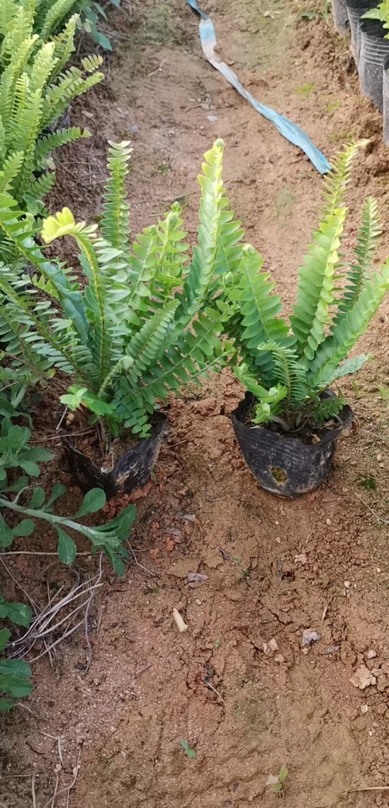 排骨草肾蕨杯苗五斤袋七斤袋东莞基地一手货源
