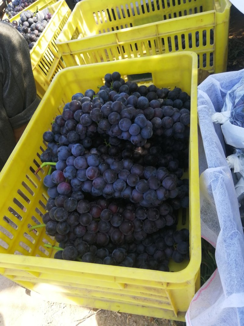 陕西精品夏黑葡萄，大量供应中货量充足需要的联系了