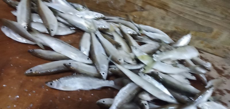 生鱼鱼干