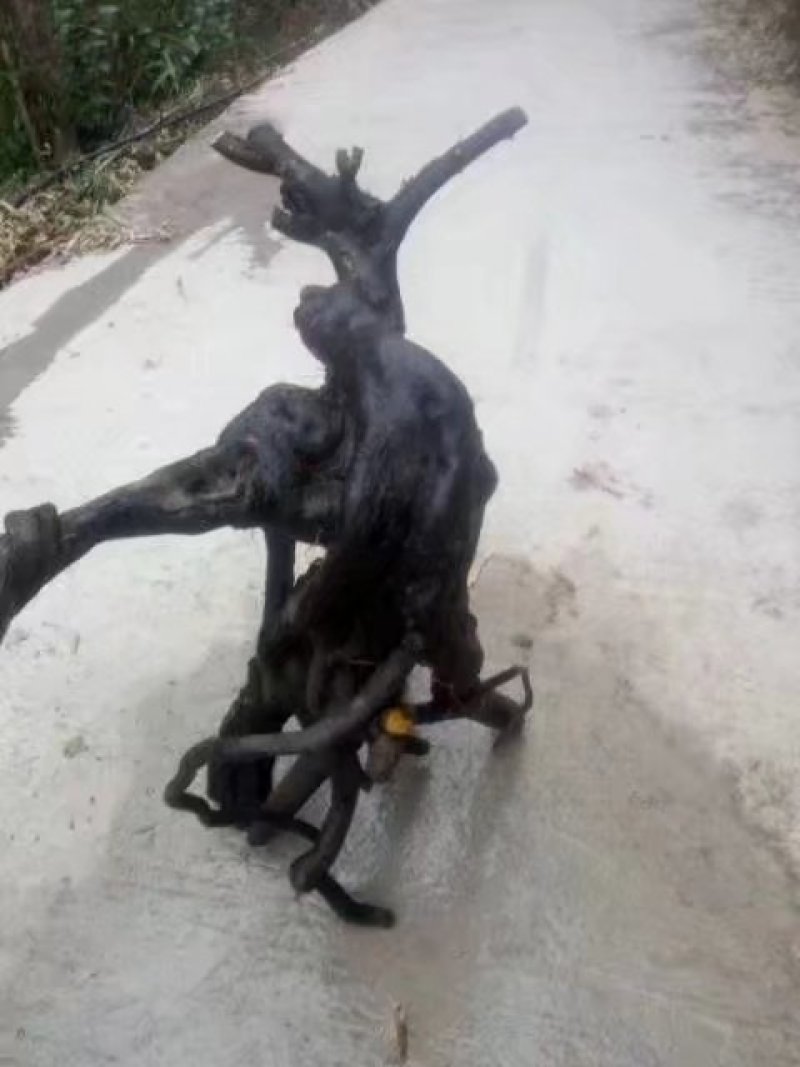 金弹子批发