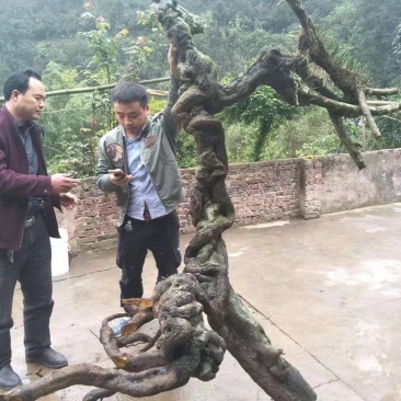 金弹子批发