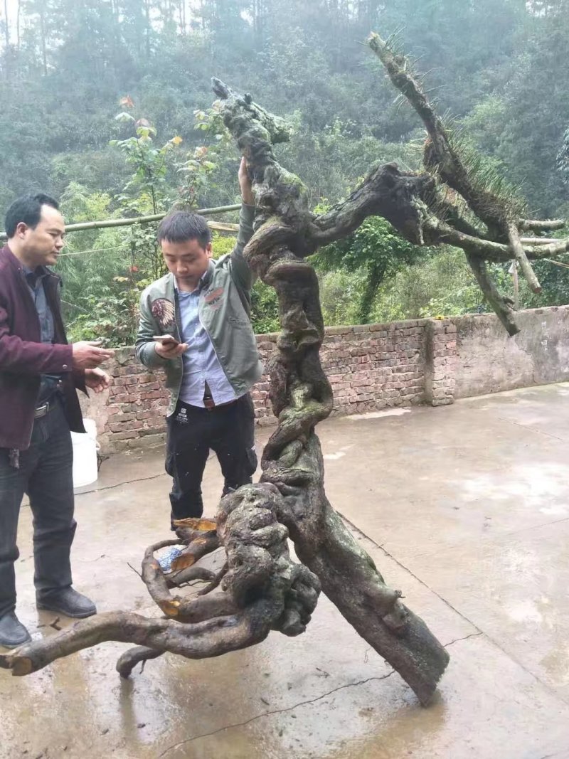 金弹子批发