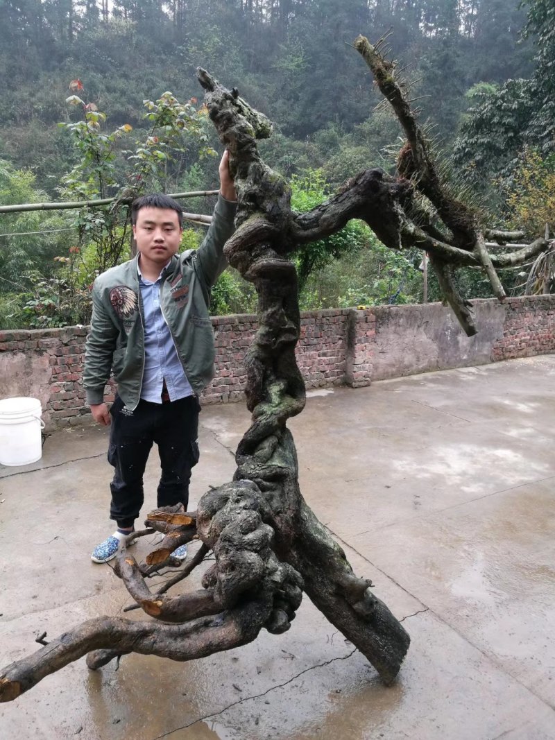 金弹子批发