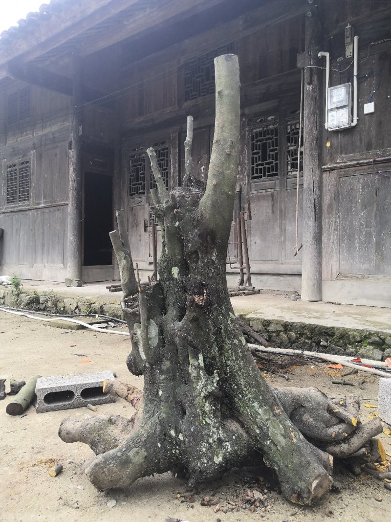 金弹子批发