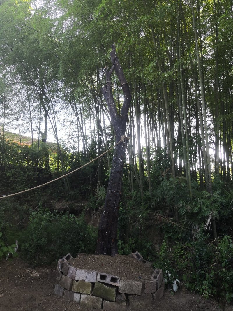 金弹子批发