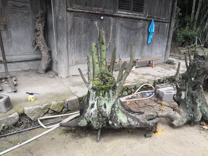 金弹子批发