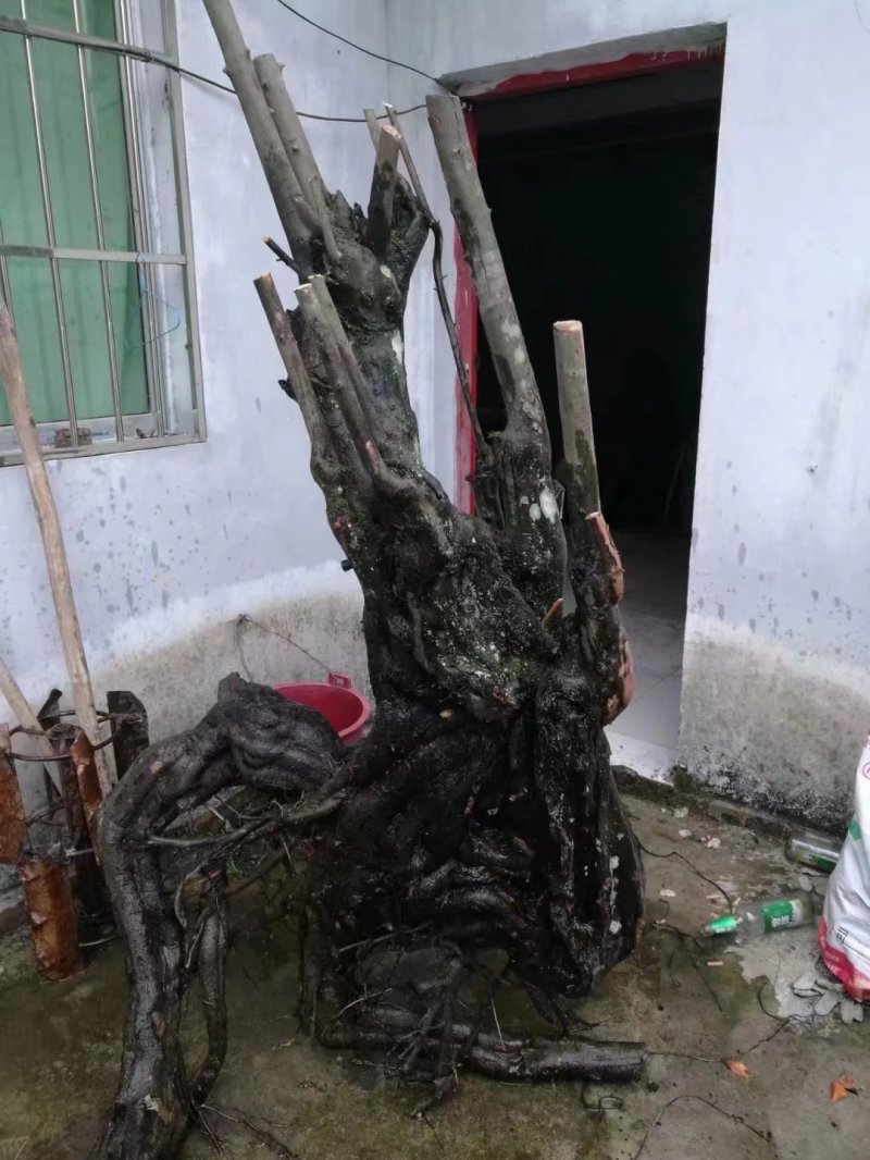 金弹子批发