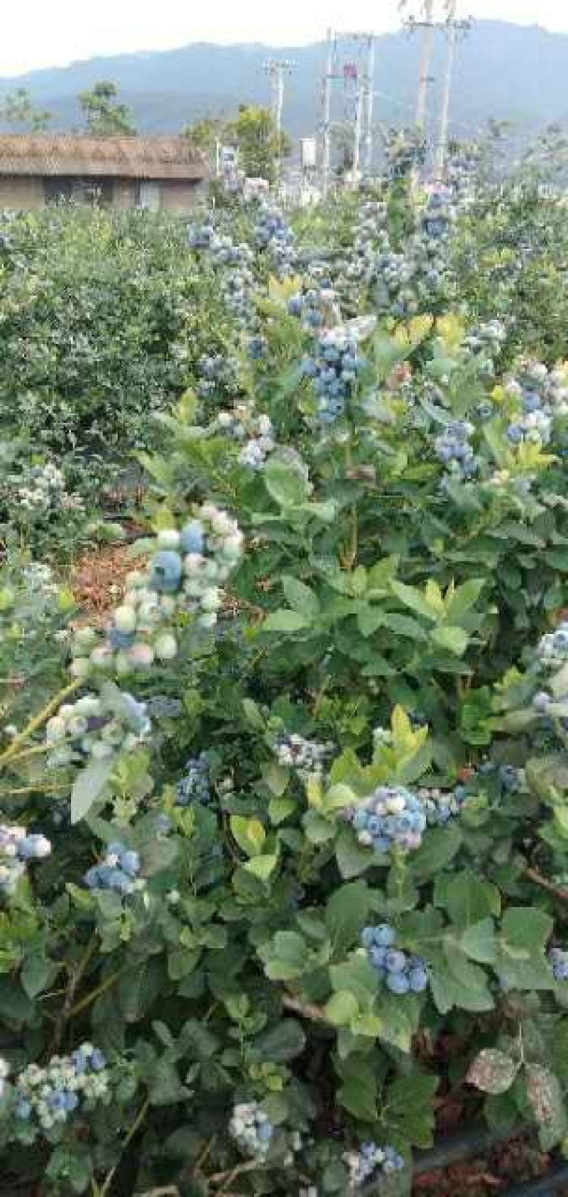 湖北聚宝蓝全机质蓝莓苗