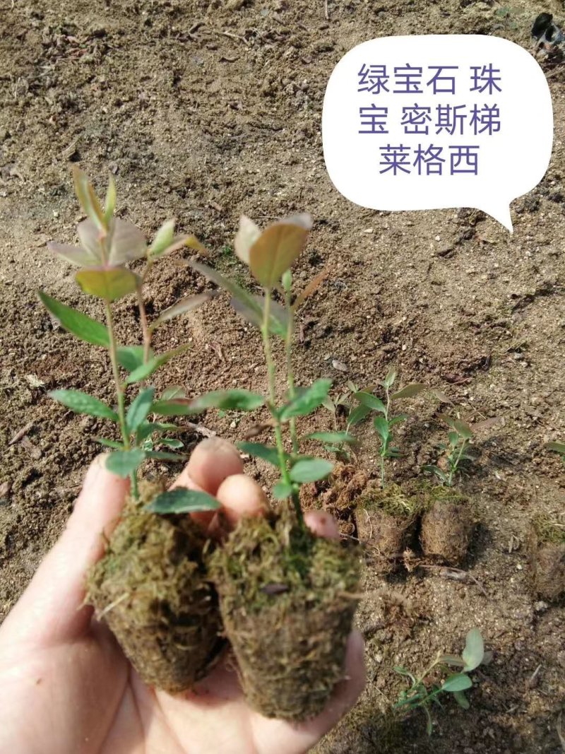 湖北聚宝蓝全机质蓝莓苗