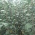 苹果苗嘎啦苹果苗龙威苹果苹果苗红富士苹果苗，基地直供