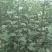 苹果苗嘎啦苹果苗龙威苹果苹果苗红富士苹果苗，基地直供