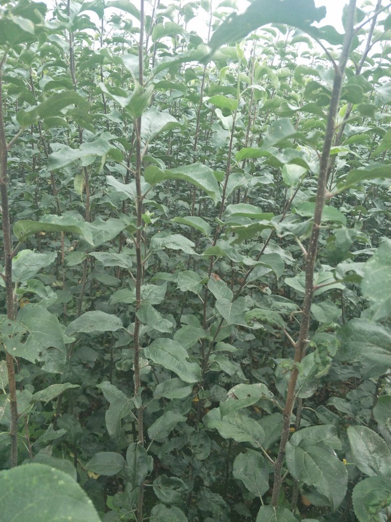 苹果苗嘎啦苹果苗龙威苹果苹果苗红富士苹果苗，基地直供