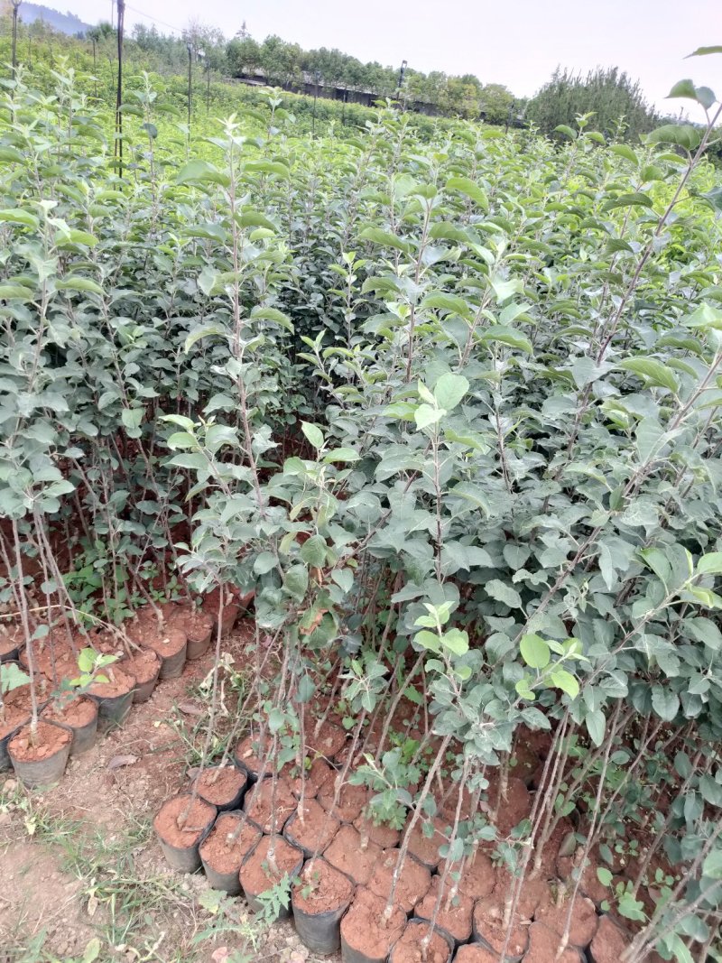 苹果苗嘎啦苹果苗龙威苹果苹果苗红富士苹果苗，基地直供