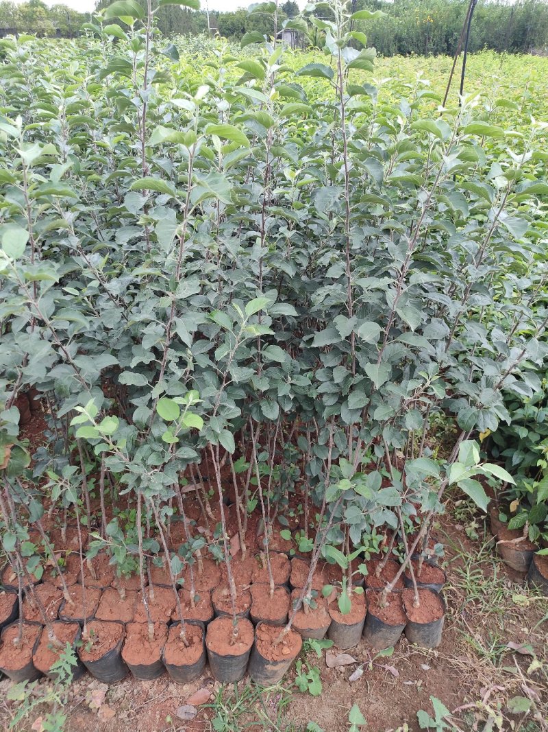 苹果苗嘎啦苹果苗龙威苹果苹果苗红富士苹果苗，基地直供