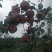 好品质云南苹果苗昭通苹果苗2001苹果苗，红将军苹果苗