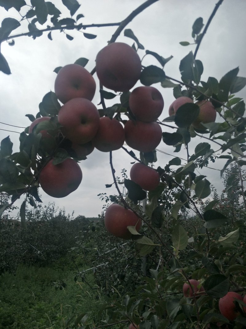 好品质云南苹果苗昭通苹果苗2001苹果苗，红将军苹果苗