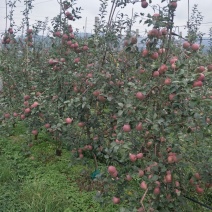 好品质云南苹果苗昭通苹果苗2001苹果苗，红将军苹果苗