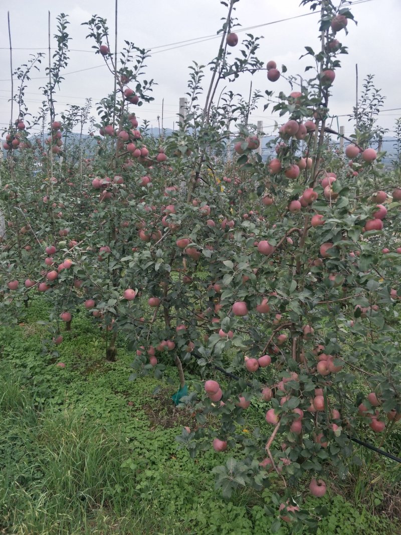 好品质云南苹果苗昭通苹果苗2001苹果苗，红将军苹果苗