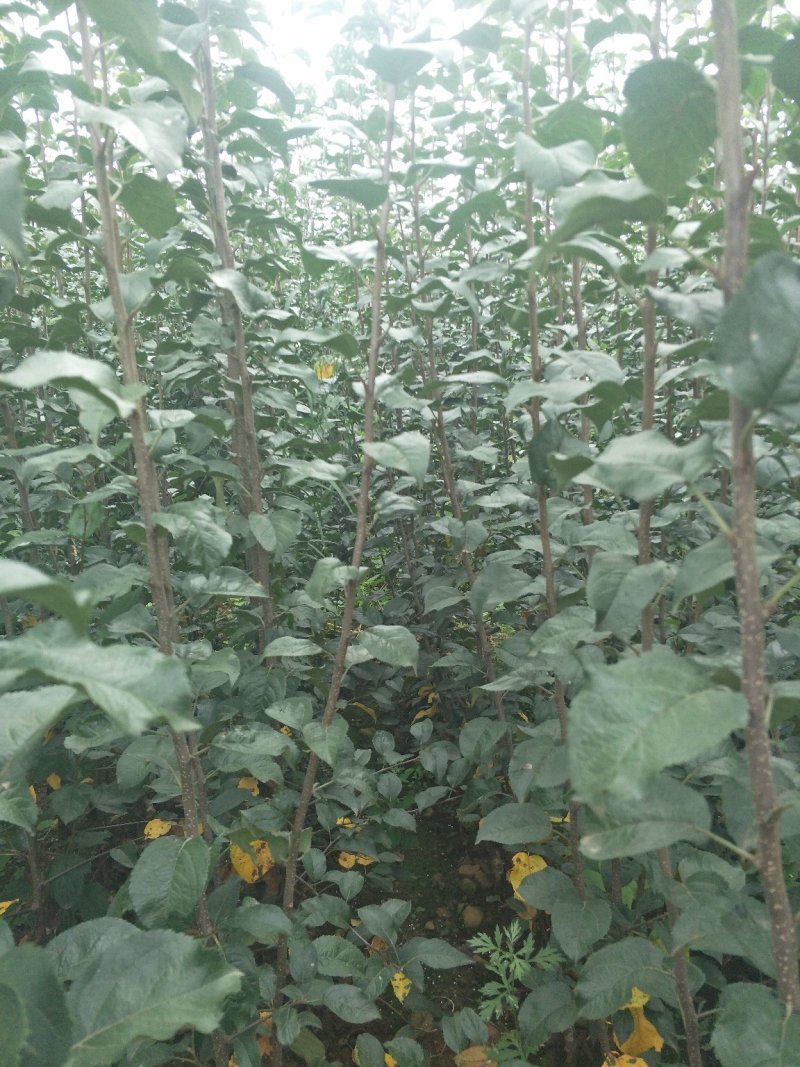 好品质云南苹果苗昭通苹果苗2001苹果苗，红将军苹果苗