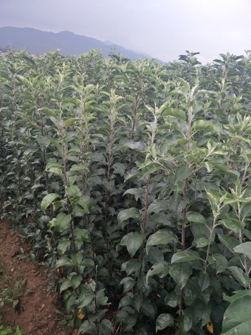 好品质云南苹果苗昭通苹果苗2001苹果苗，红将军苹果苗