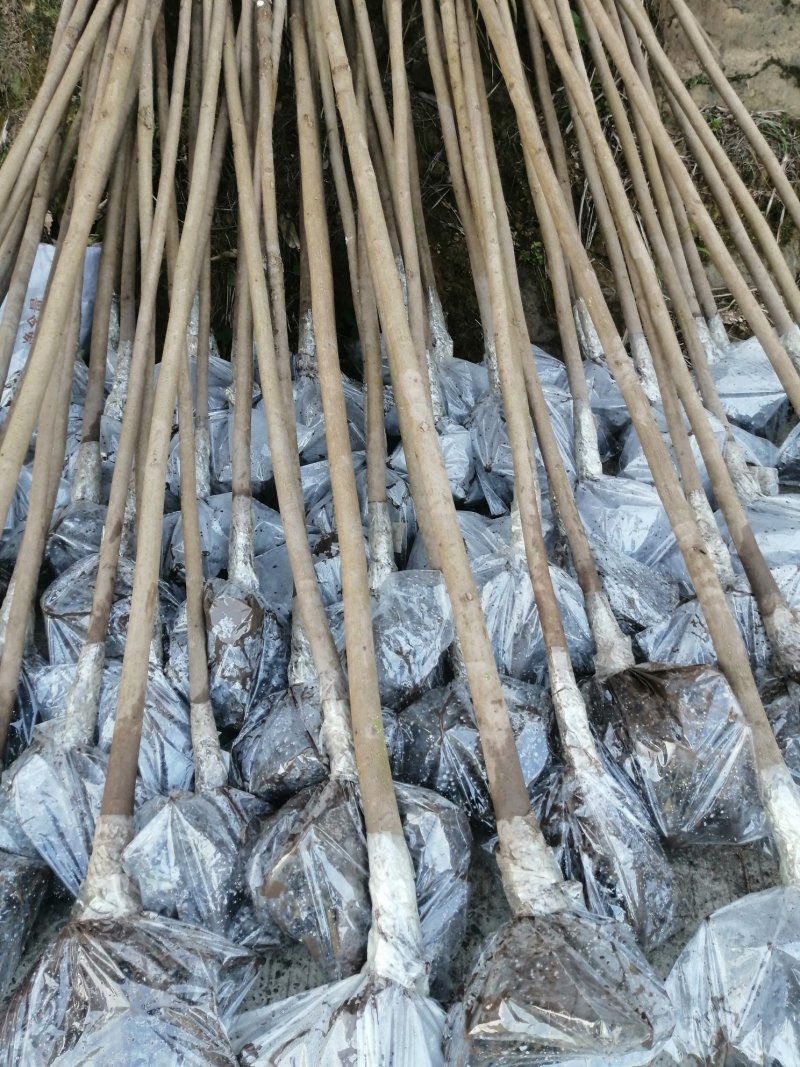 6公分油桐树苗，买油桐树请选择重庆俊尧专业油桐培育公司