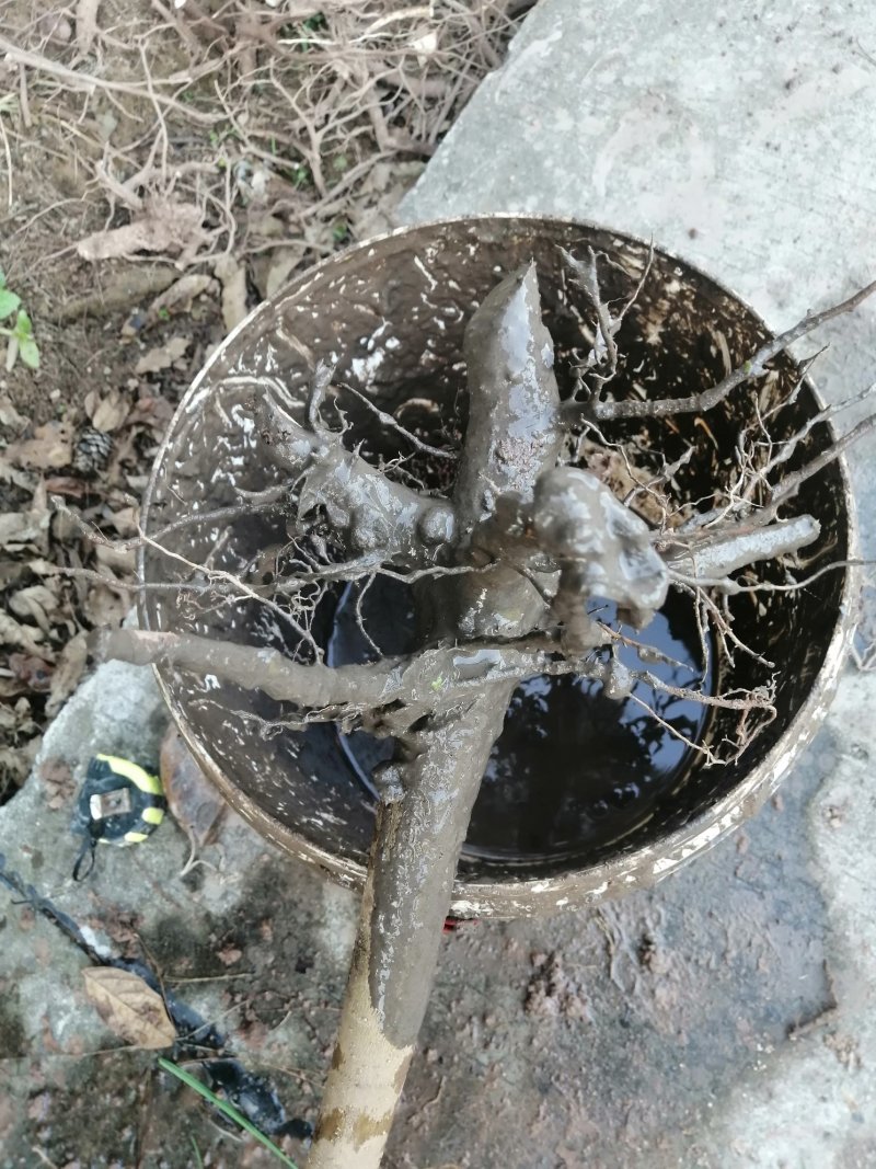 6公分油桐树苗，买油桐树请选择重庆俊尧专业油桐培育公司
