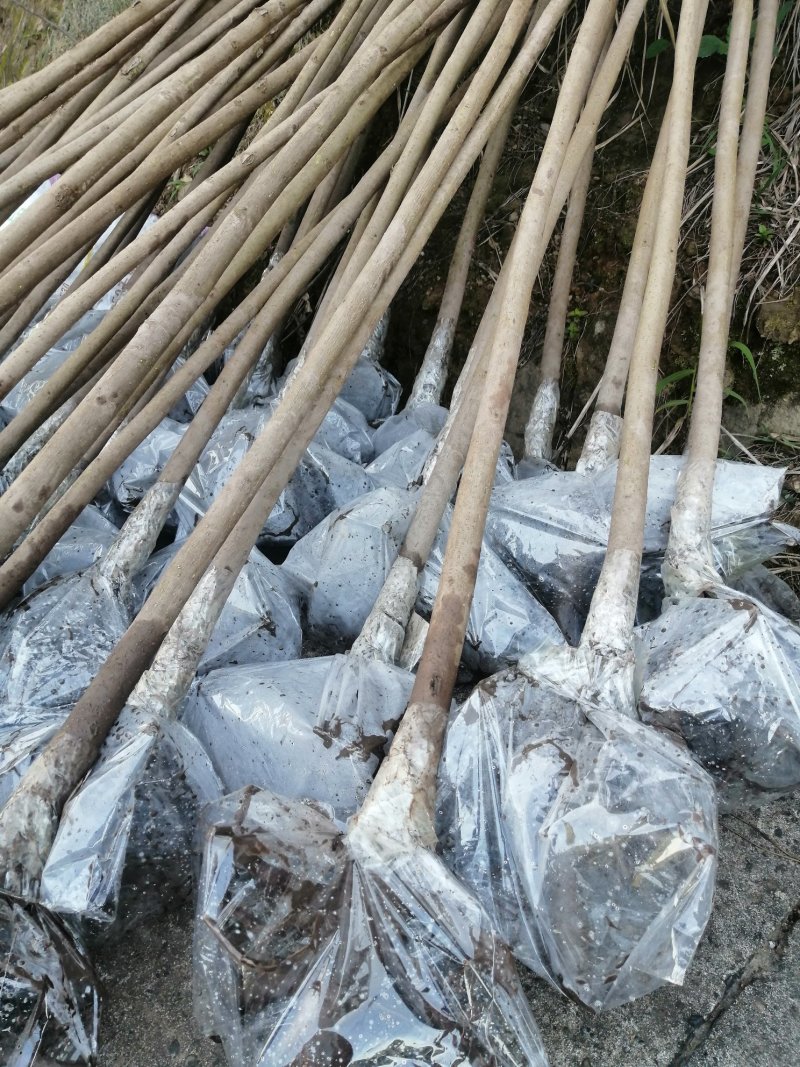6公分油桐树苗，买油桐树请选择重庆俊尧专业油桐培育公司