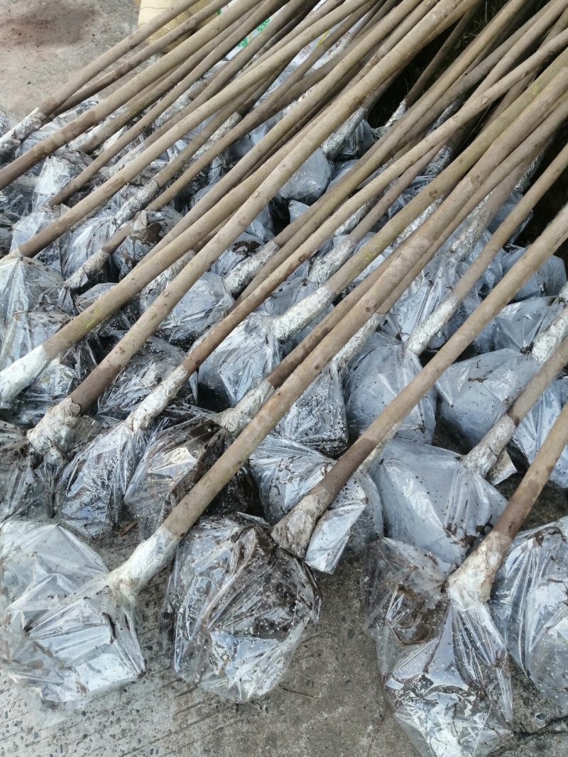 6公分油桐树苗，买油桐树请选择重庆俊尧专业油桐培育公司