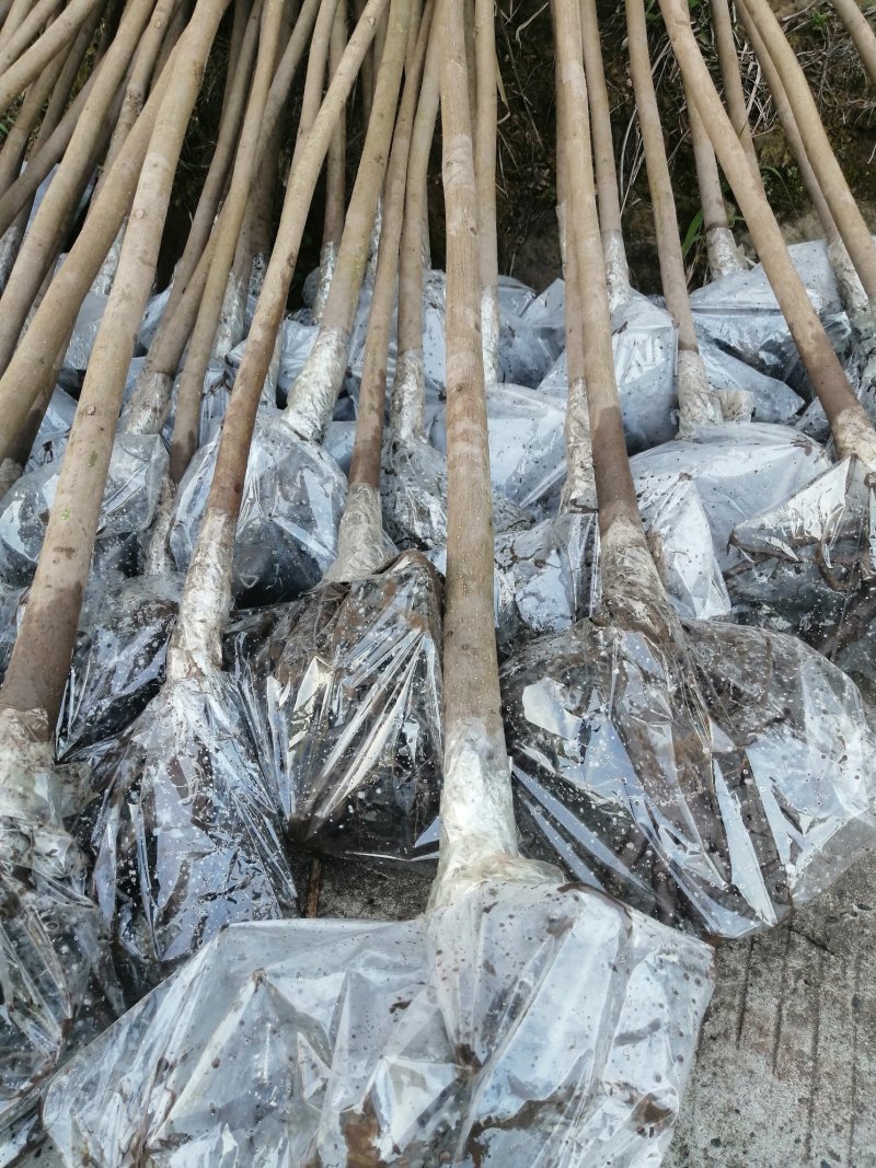 6公分油桐树苗，买油桐树请选择重庆俊尧专业油桐培育公司