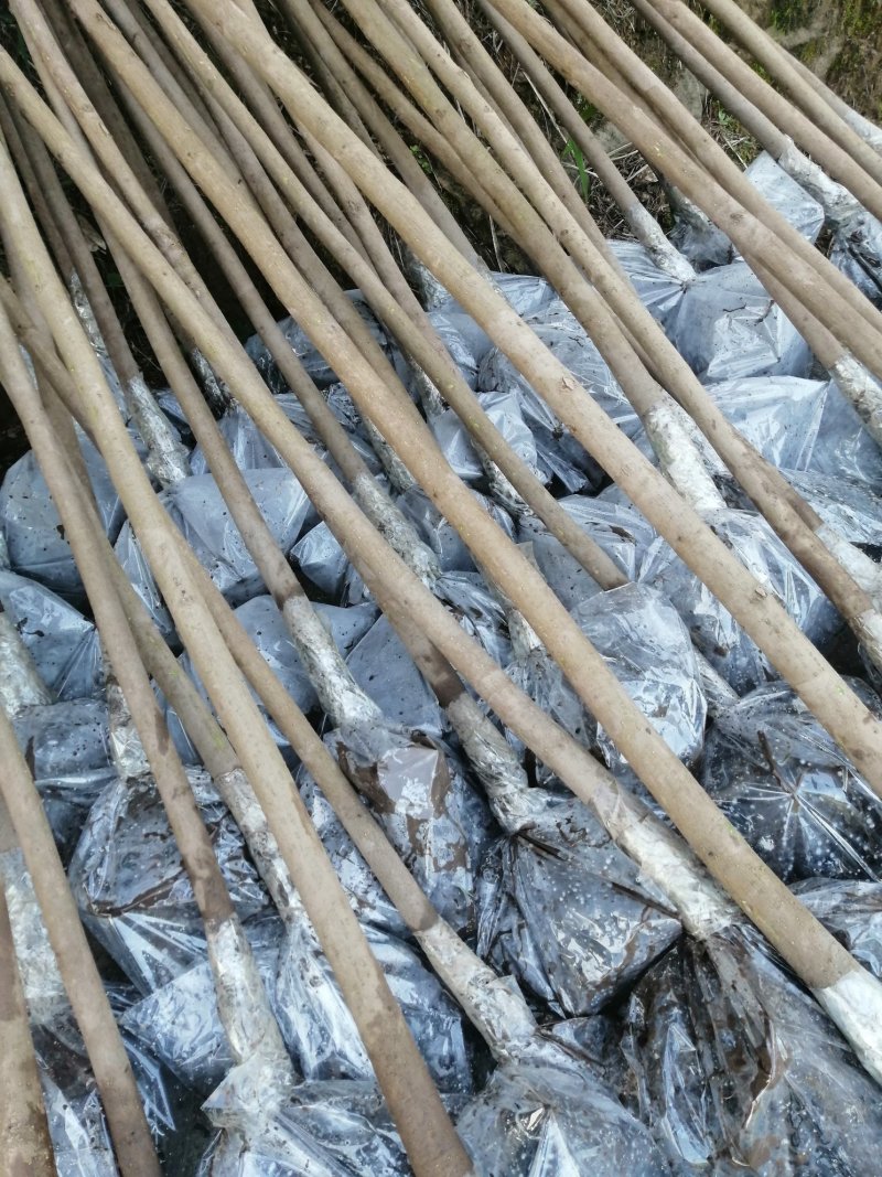 6公分油桐树苗，买油桐树请选择重庆俊尧专业油桐培育公司