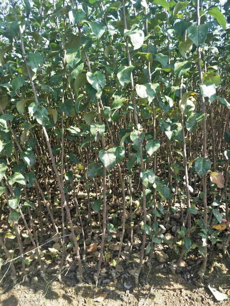 好品质云南苹果苗昭通苹果苗2001苹果苗，红将军苹果苗