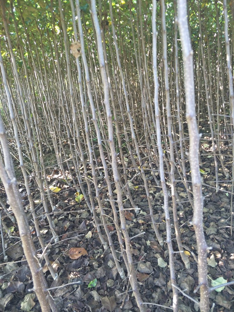 嘎啦苹果苗，马龙苹果🍎苗，龙威苹果苗，龙嘎苹果树苗。