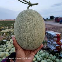 新疆哈密瓜西州蜜25瓜2斤以上长圆形新疆光星水果