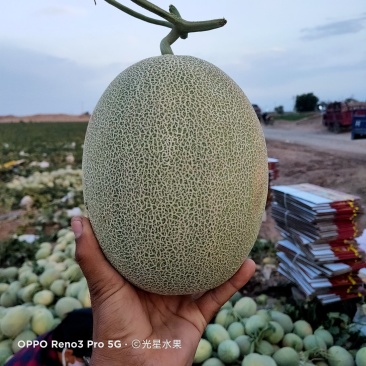 新疆哈密瓜西州蜜25瓜2斤以上长圆形新疆光星水果