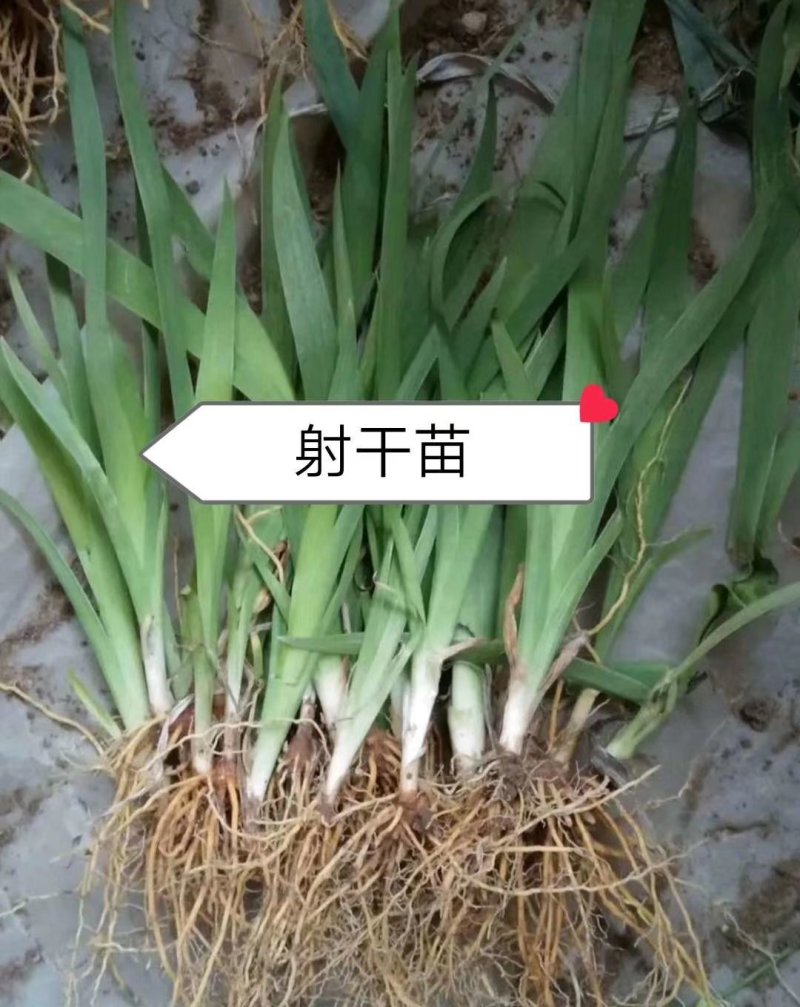 安徽亳州射干苗基地产地直发品质保欢迎选购全国批发