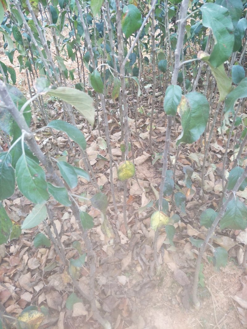 云南苹果苗红蜜苹果苗红露苹果苗华硕苹果苗基地供应