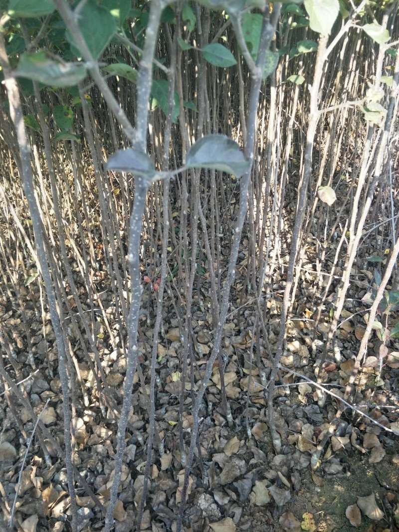 云南苹果苗红蜜苹果苗红露苹果苗华硕苹果苗基地供应