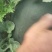 陕西大荔黑无籽西瓜大量上市中，欢迎各大团队前来产地采购