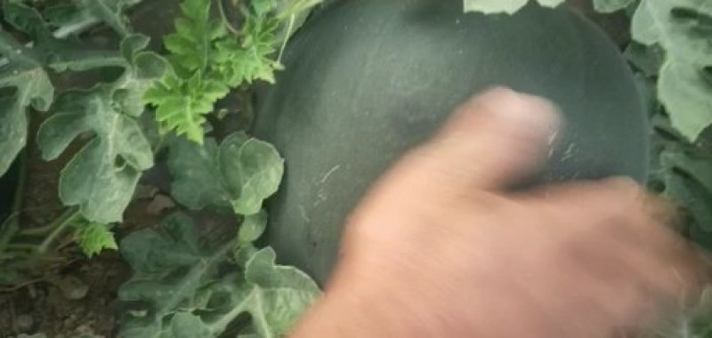 陕西大荔黑无籽西瓜大量上市中，欢迎各大团队前来产地采购