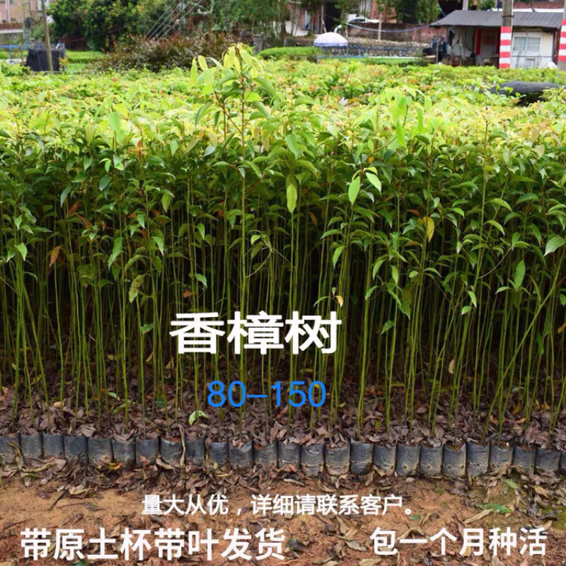 香樟树苗绿化苗中小袋现货供应