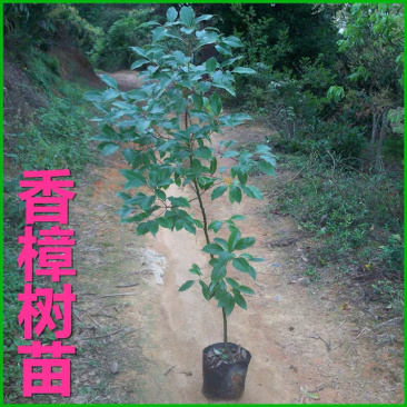 香樟树苗绿化苗中小袋现货供应