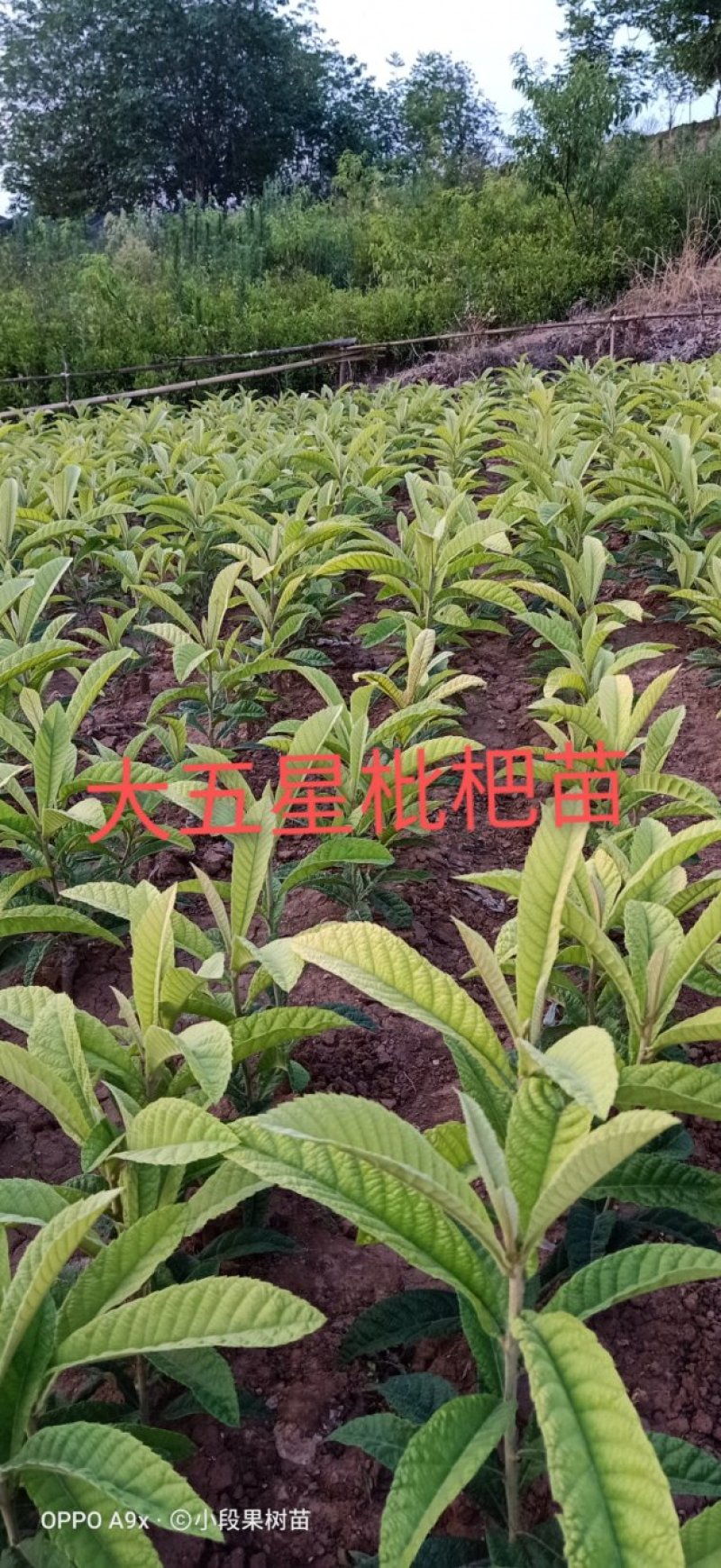 大五星枇杷苗现挖现发。保证质量，尽快发货，支持线上交易。