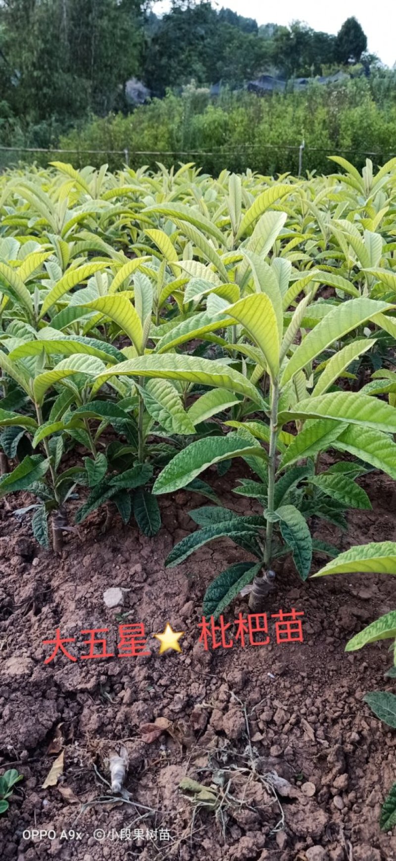 大五星枇杷苗现挖现发。保证质量，尽快发货，支持线上交易。