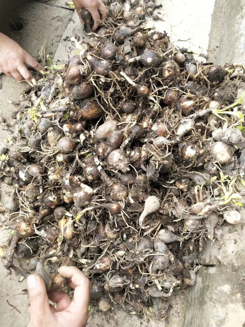 石蒜自家苗圃大量供应，量大从优，价格美丽，保质保量